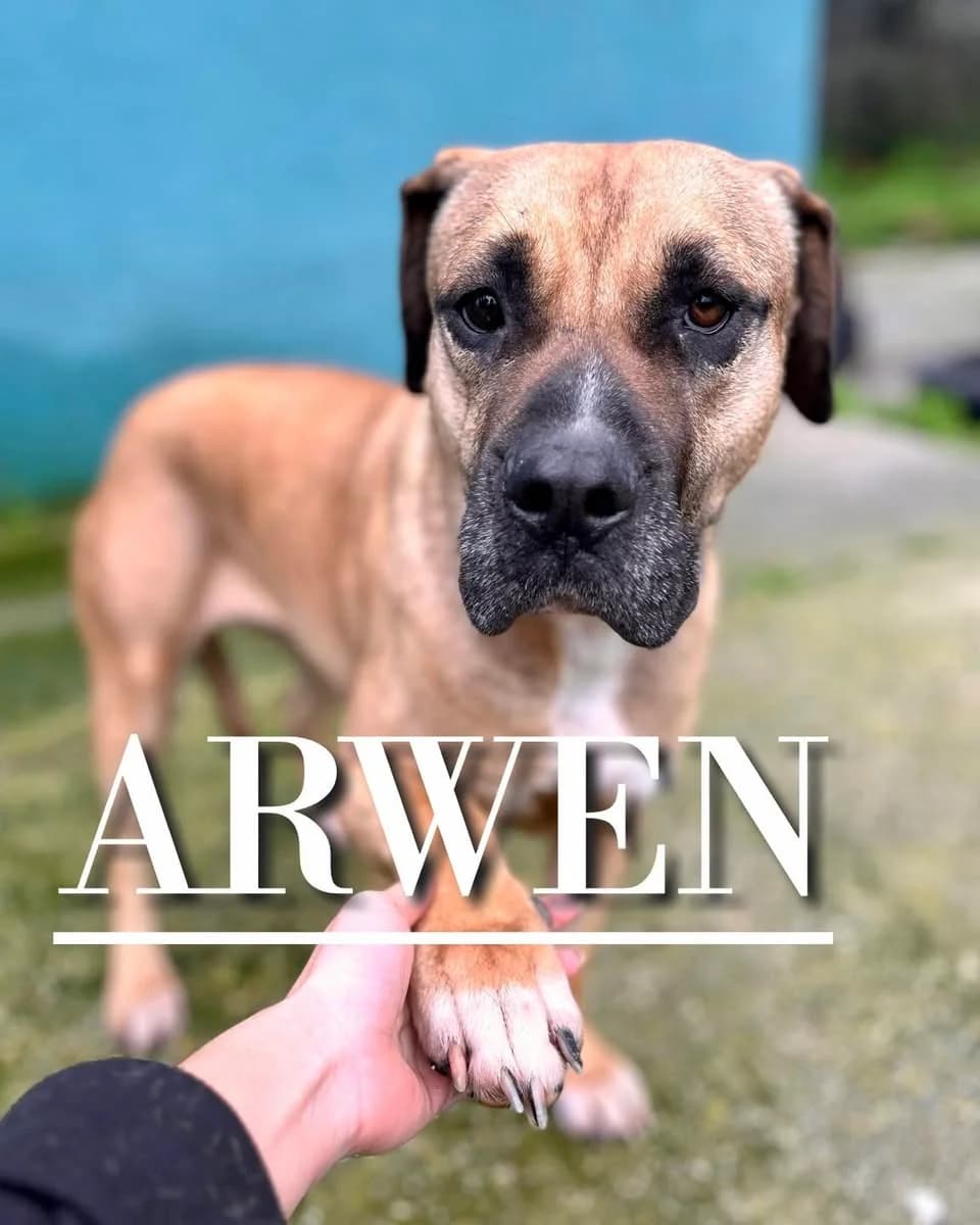 ARWEN (Vaya Huellas), 7yo Mixed Breed for adoption at DogHorseCity, Toledo