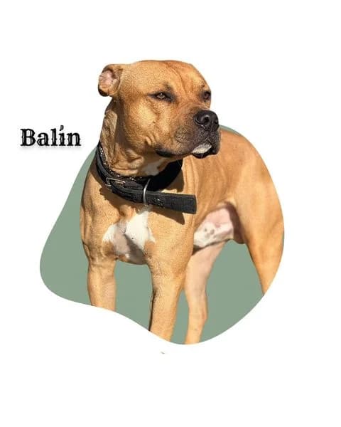 BALΓN, 5yo American Staffordshire Terrier for adoption at DogHorseCity, Toledo
