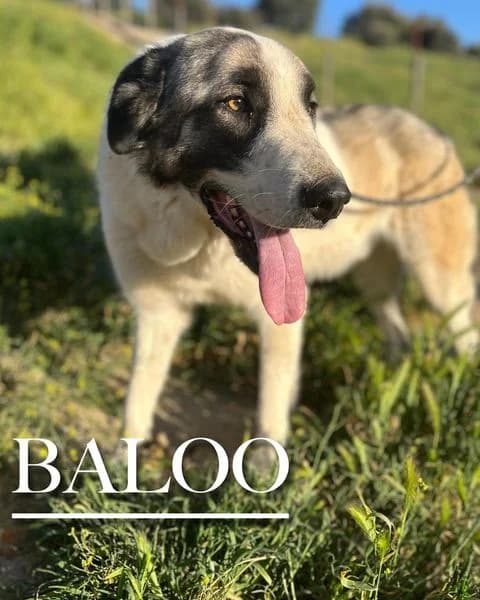 BALOO, 5yo Spanish Mastiff for adoption at DogHorseCity, Toledo