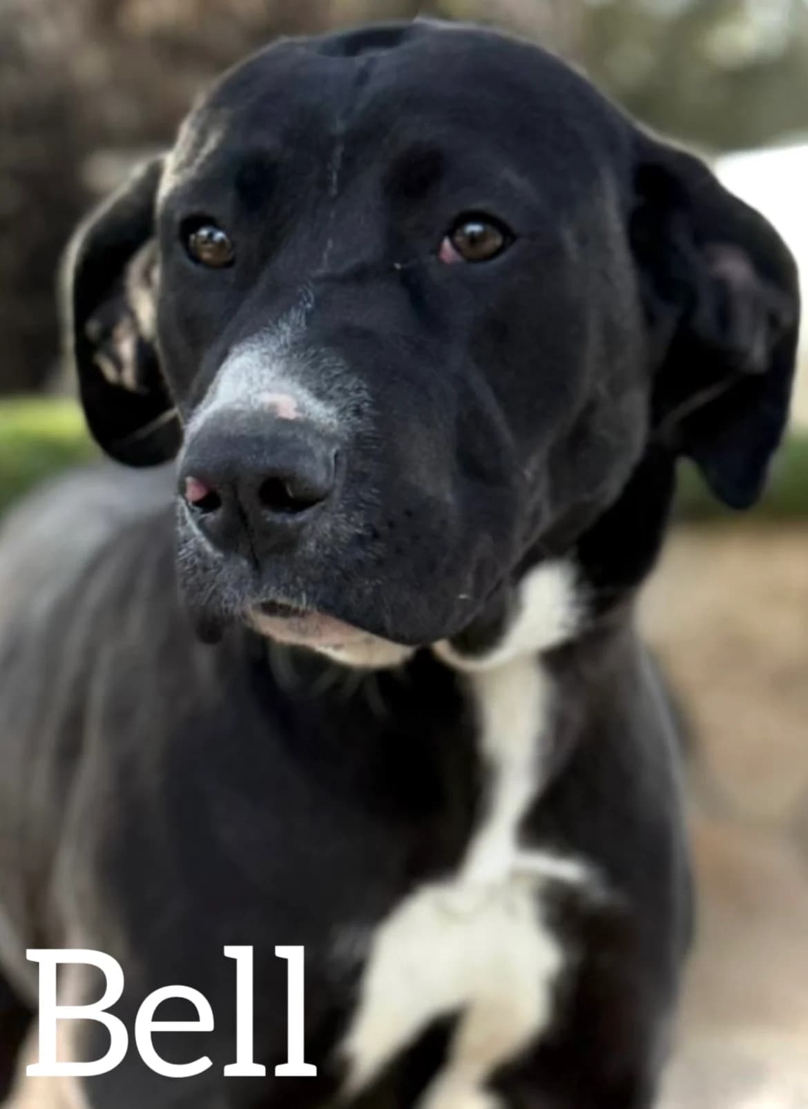 BELL, female young mixed breed for adoption at DogHorseCity, Toledo