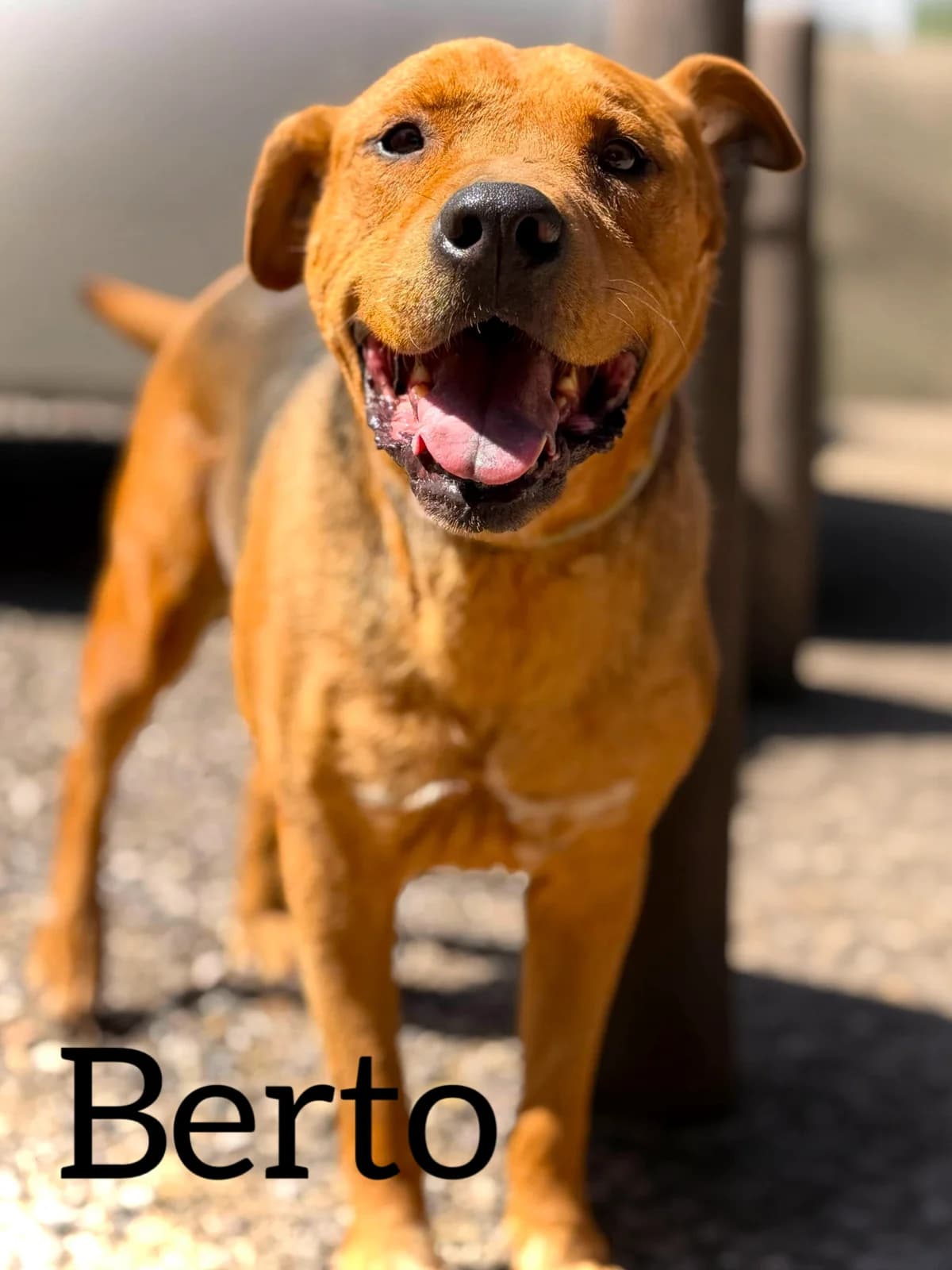 BERTO, male 7yo Mixed Breed for adoption at DogHorseCity, Toledo