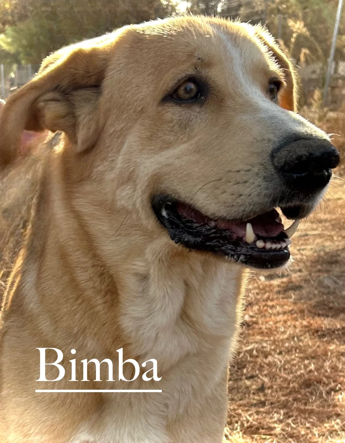 BIMBA, female 4yo Spanish Mastiff for adoption at DogHorseCity, Toledo