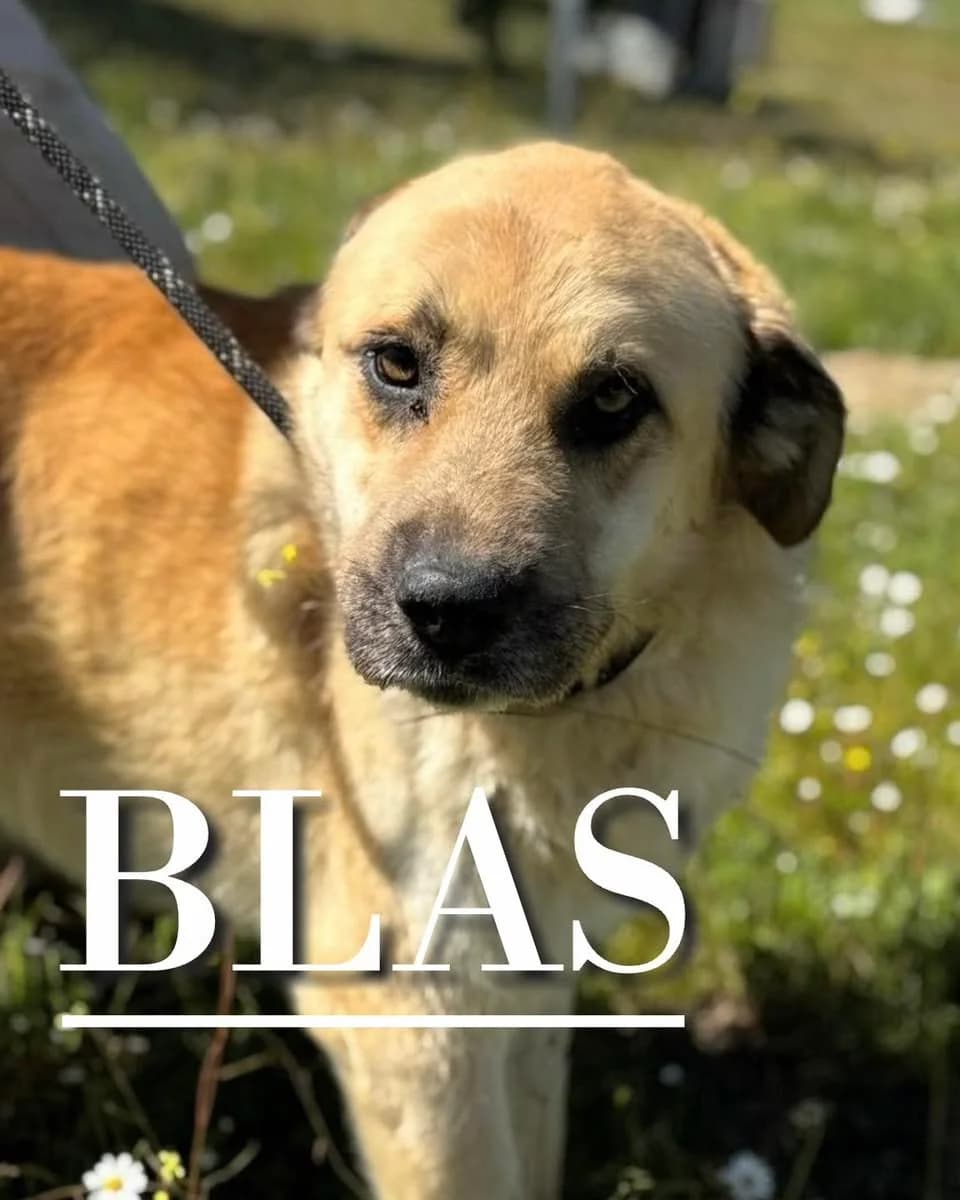 BLAS, young Spanish Mastiff for adoption at DogHorseCity, Toledo