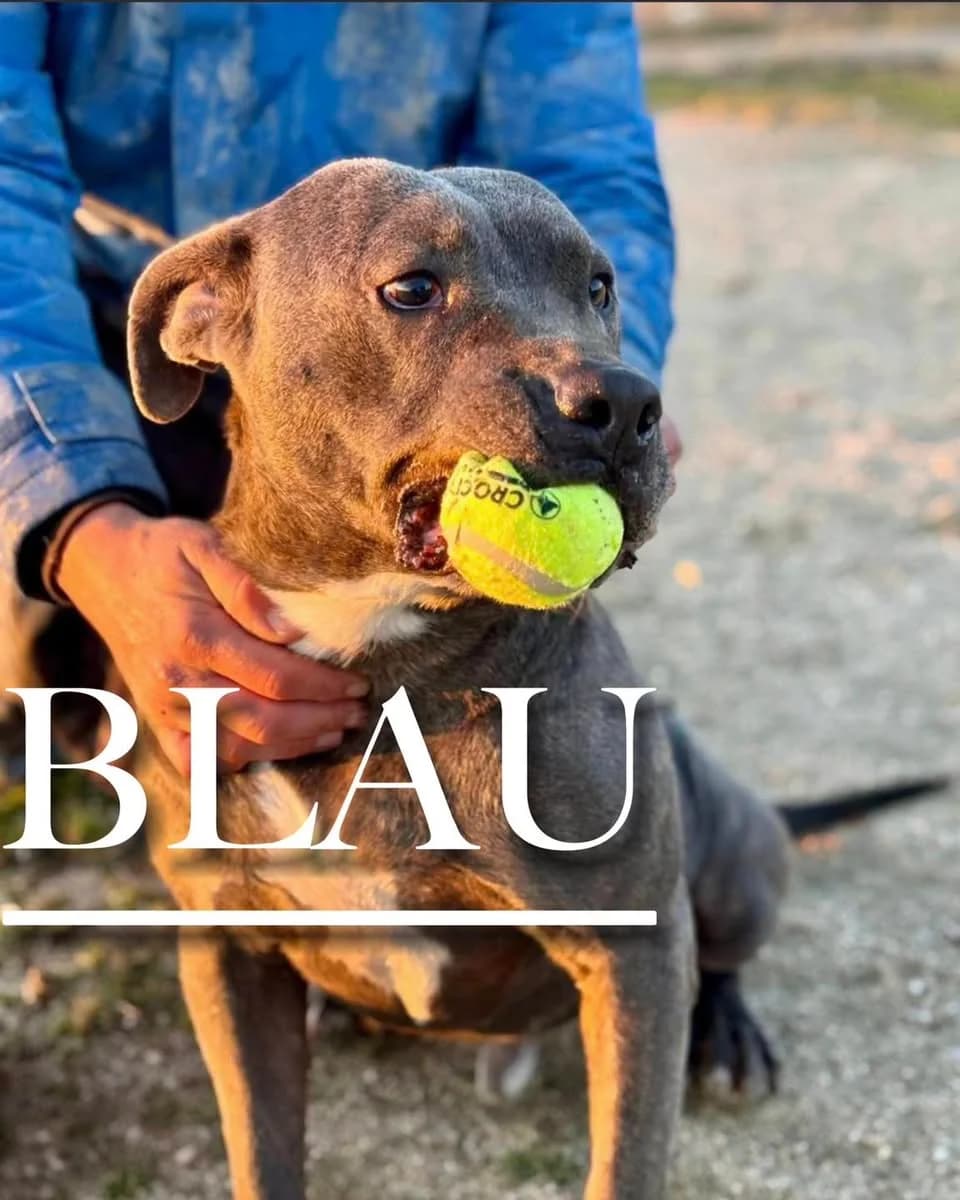 BLAU, 5yo Pit Bull Terrier for adoption at DogHorseCity, Toledo