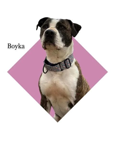 BOYKA, senior American Staffordshire Terrier for adoption at DogHorseCity, Toledo