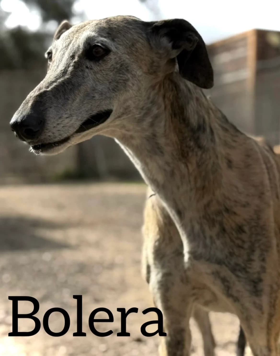BOLERA, female senior Galgo Español for adoption at DogHorseCity, Toledo