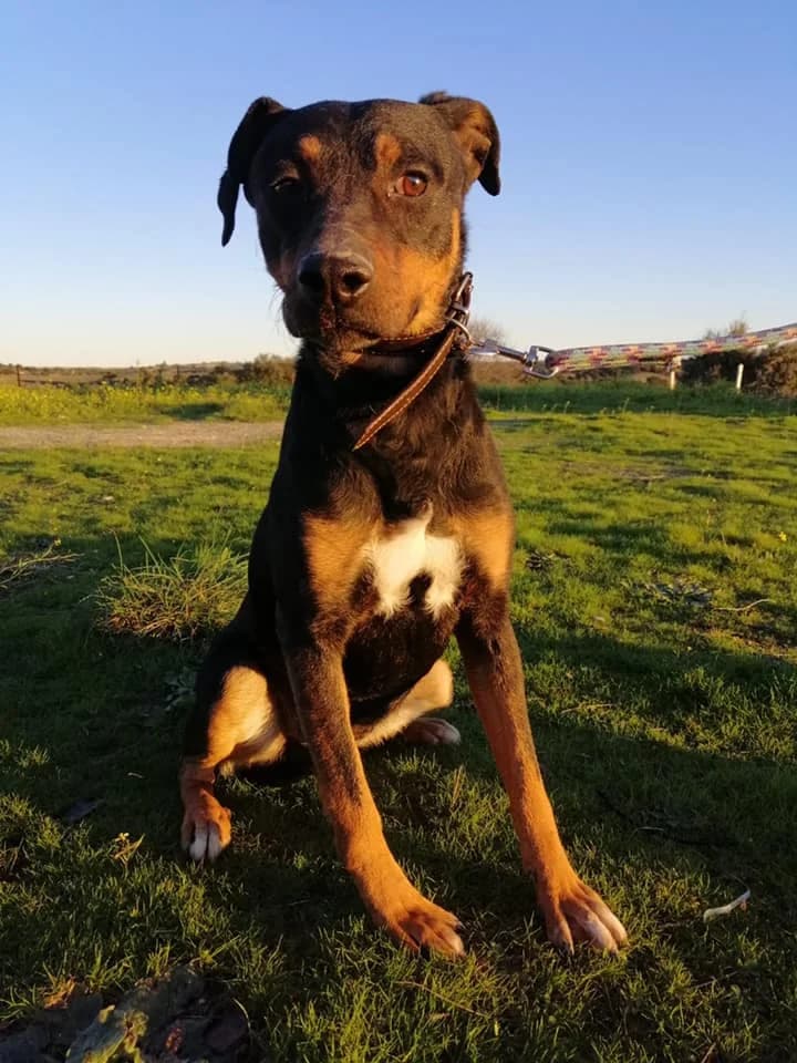 BONO, senior Mixed Breed for adoption at DogHorseCity, Toledo