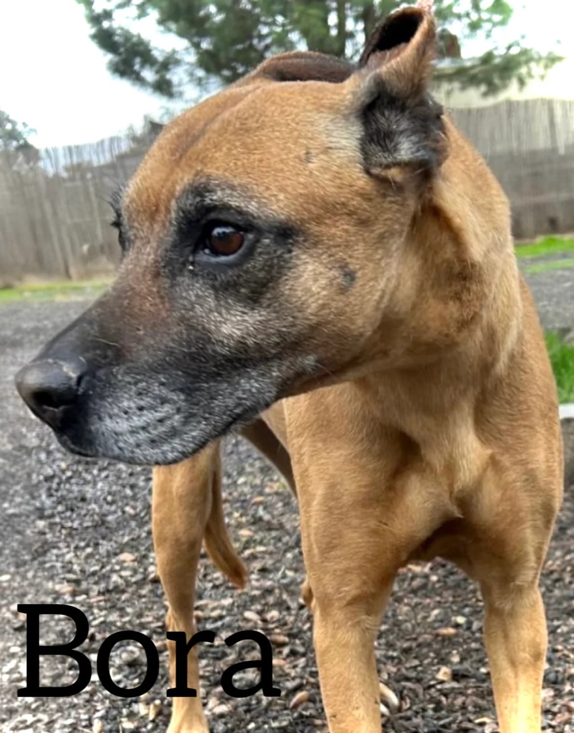 BORA, female senior Mixed Breed for adoption at DogHorseCity, Toledo