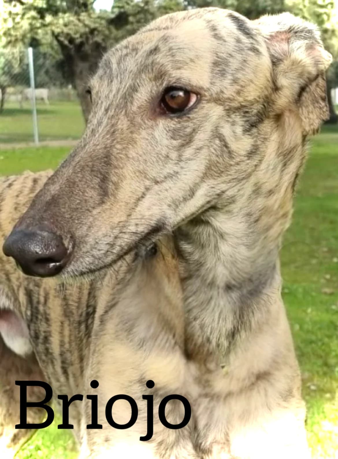 BRIOJO, male 3yo Galgo Español for adoption at DogHorseCity, Toledo