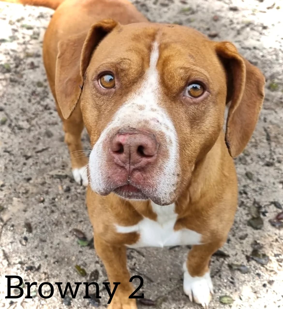 BROWNY 2, male 5yo American Staffordshire Terrier for adoption at DogHorseCity, Toledo