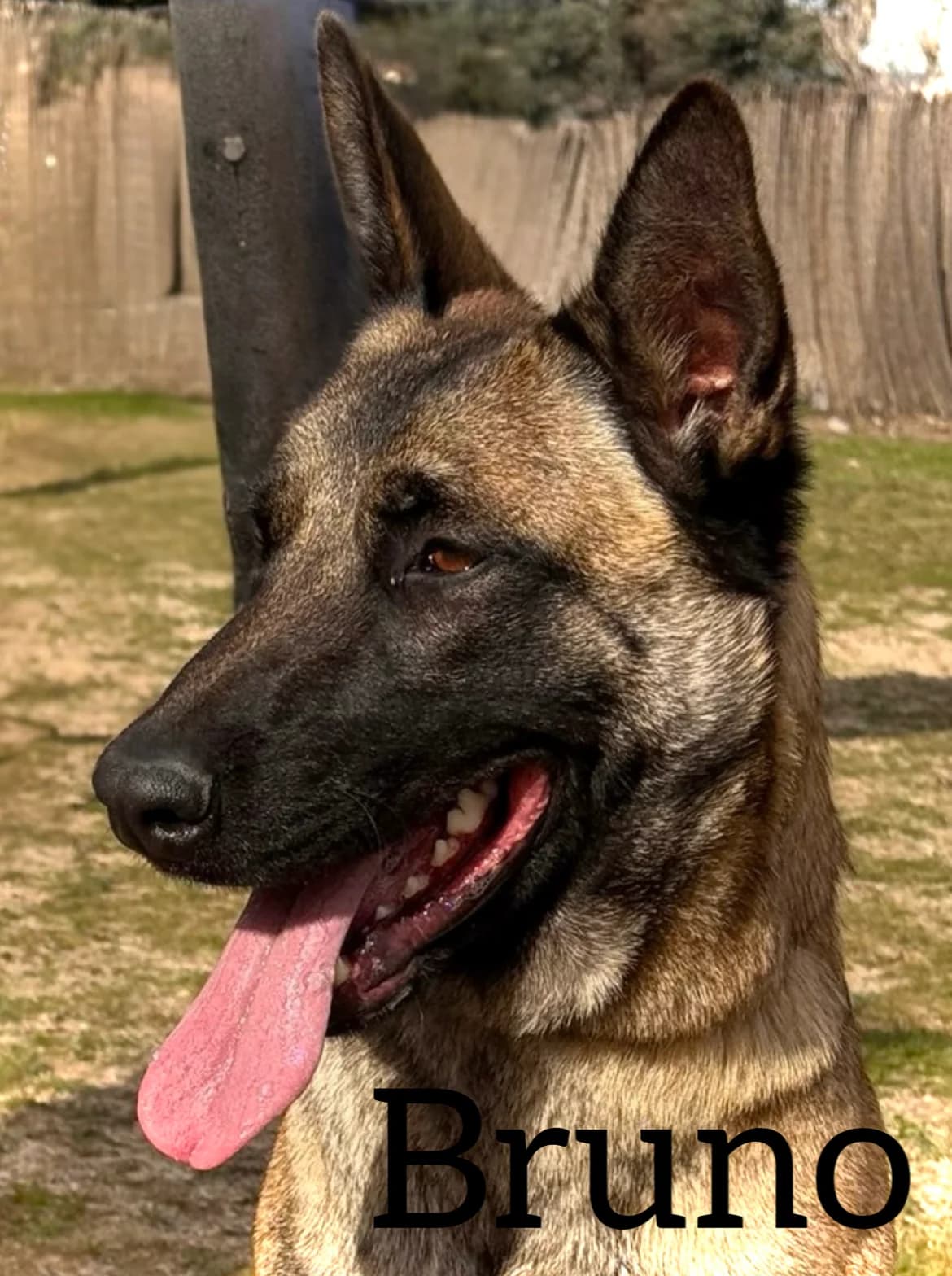 BRUNO, male young Belgian Malinois for adoption at DogHorseCity, Toledo