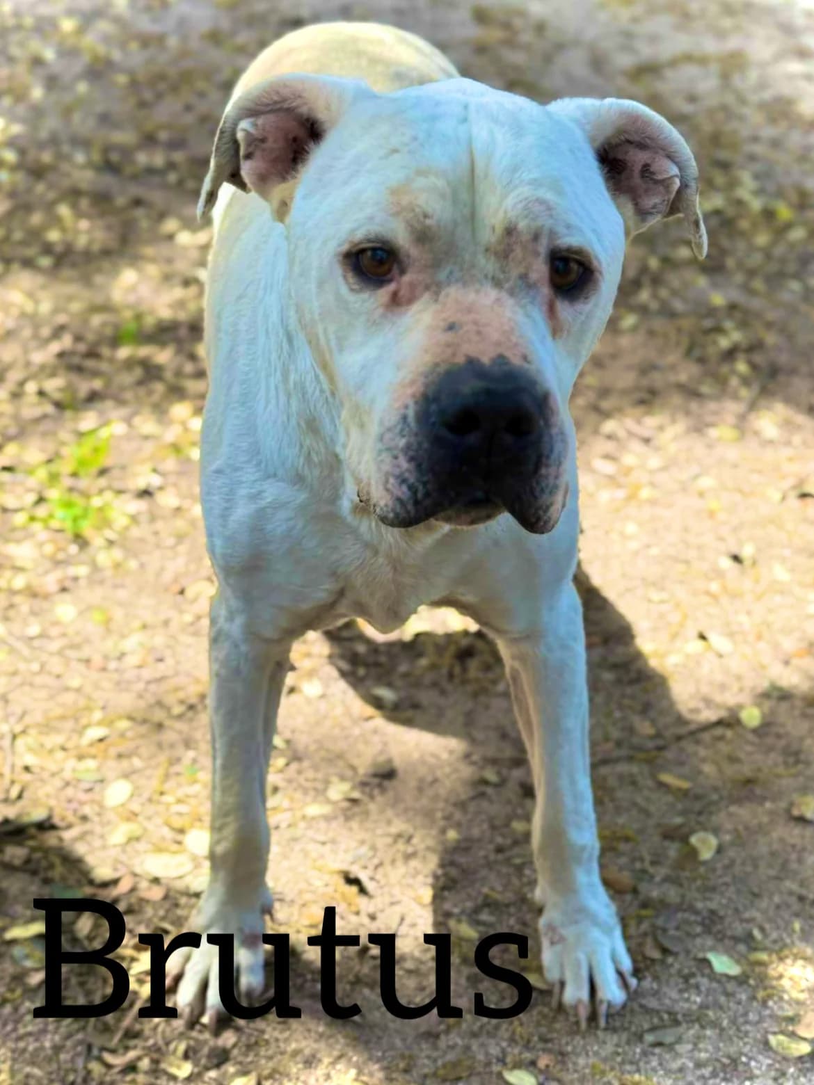 BRUTUS, male senior Dogo Argentino for adoption at DogHorseCity, Toledo