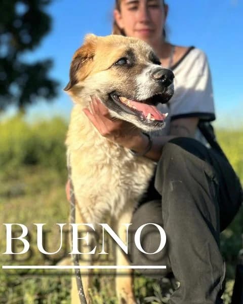 BUENO, 3yo Spanish Mastiff for adoption at DogHorseCity, Toledo
