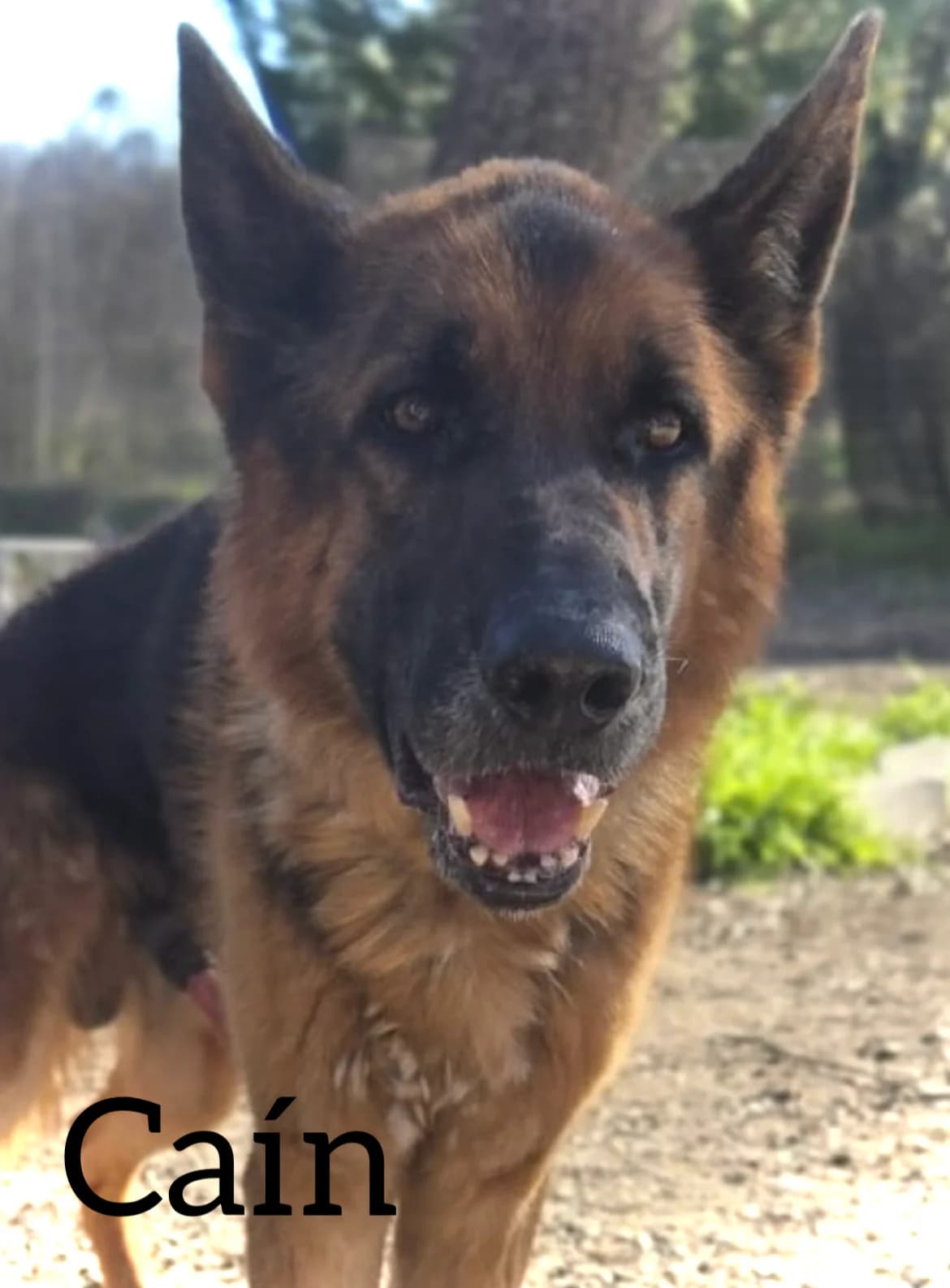 CAIN, male senior German Shepherd for adoption at DogHorseCity, Toledo