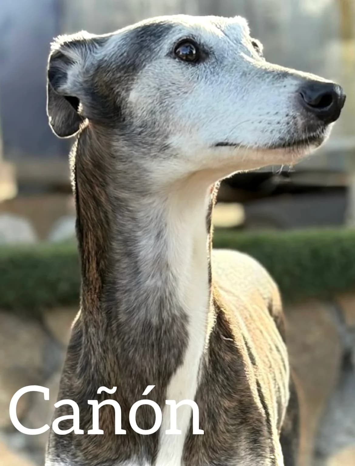 CAÑÓN, male senior Galgo Español for adoption at DogHorseCity, Toledo