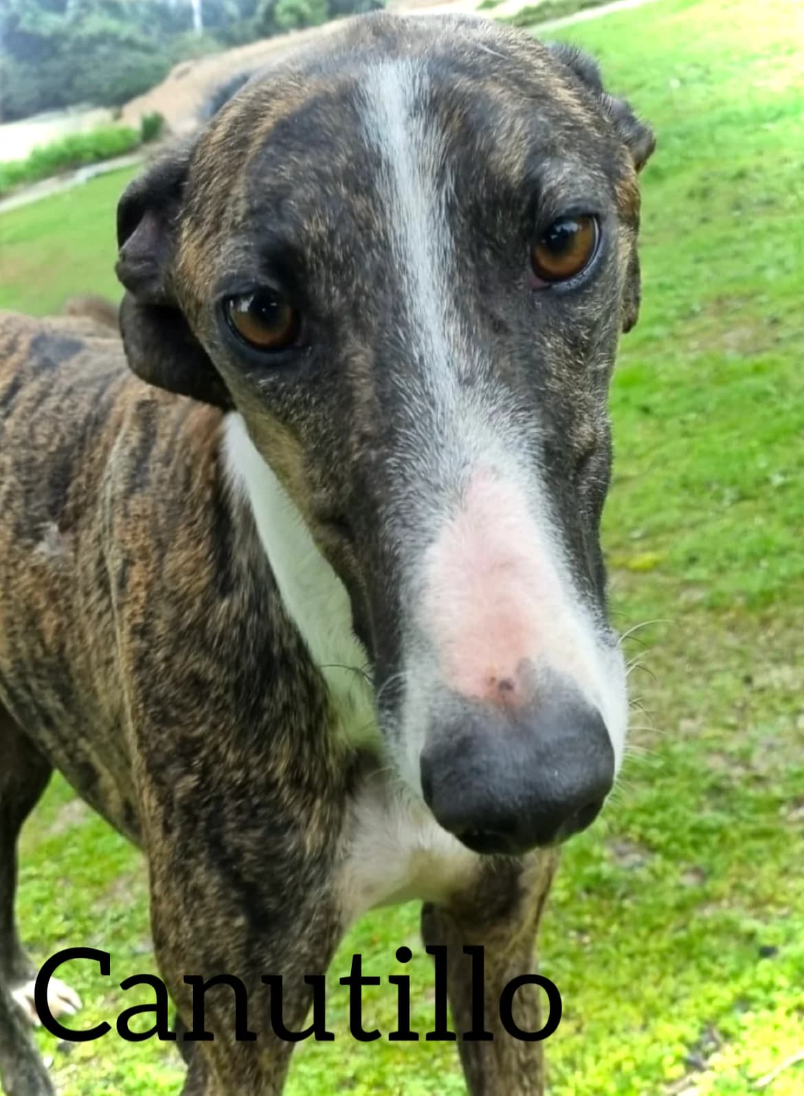 CANUTILLO, male young Galgo Español for adoption at DogHorseCity, Toledo