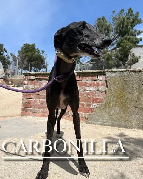 CARBONILLA, 5yo mixed breed for adoption at DogHorseCity, Toledo