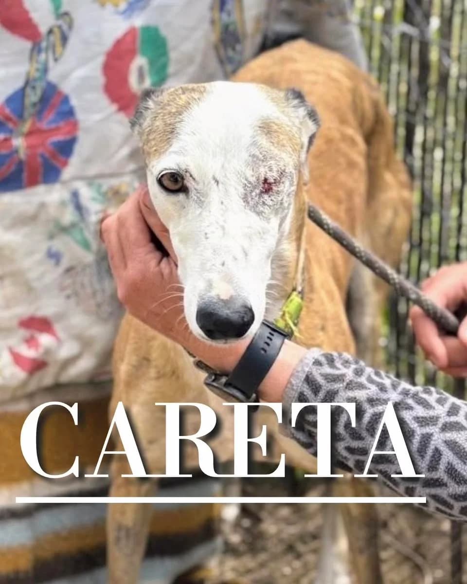 CARETA, Mixed Breed for adoption at DogHorseCity, Toledo