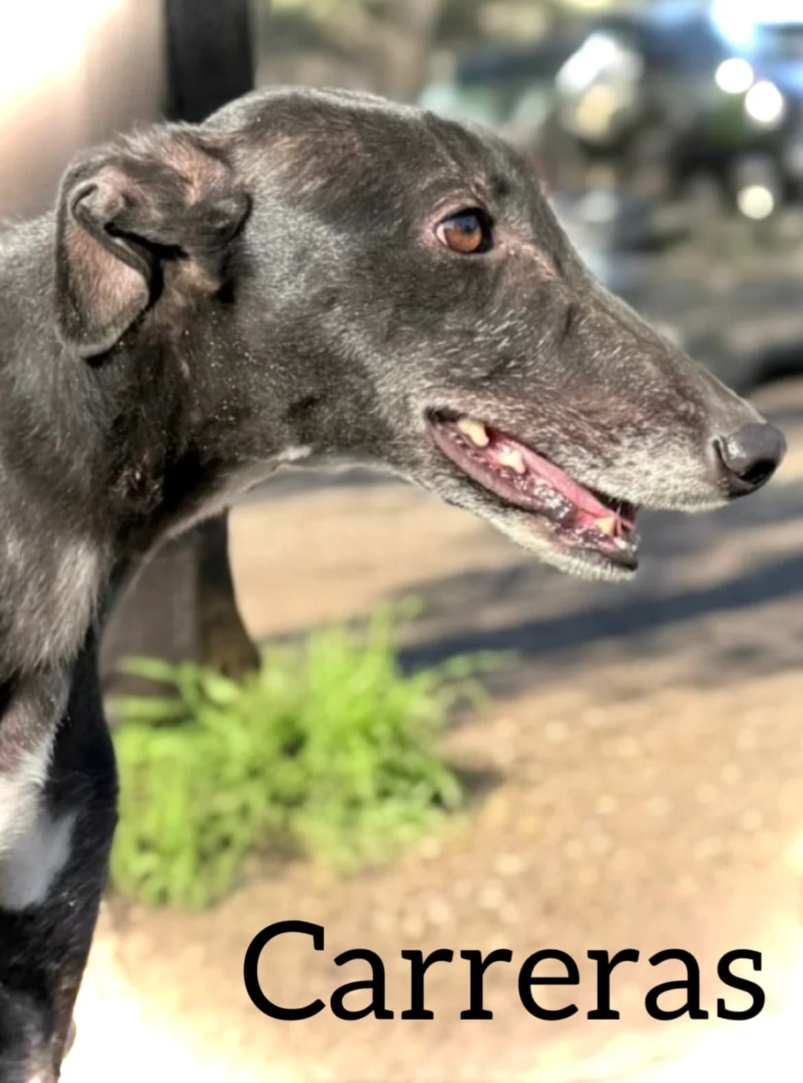 CARRERAS, male young Galgo Español for adoption at DogHorseCity, Toledo