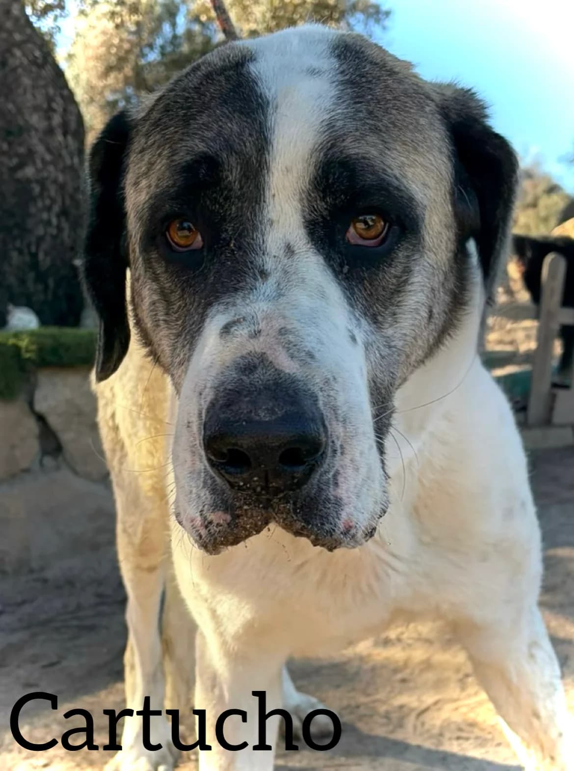 CARTUCHO, male 6yo Spanish Mastiff for adoption at DogHorseCity, Toledo