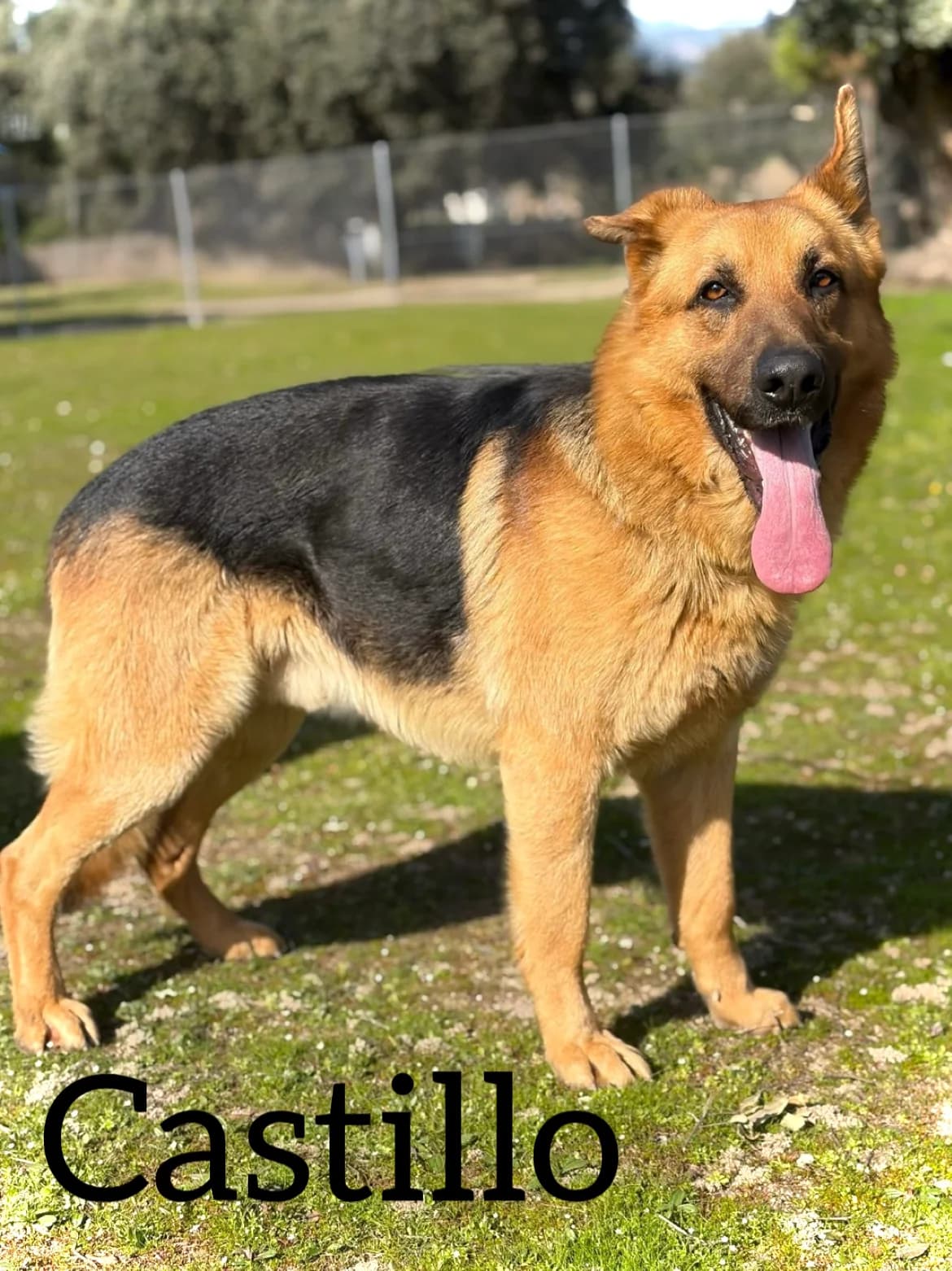 CASTILLO, male 4yo German Shepherd for adoption at DogHorseCity, Toledo