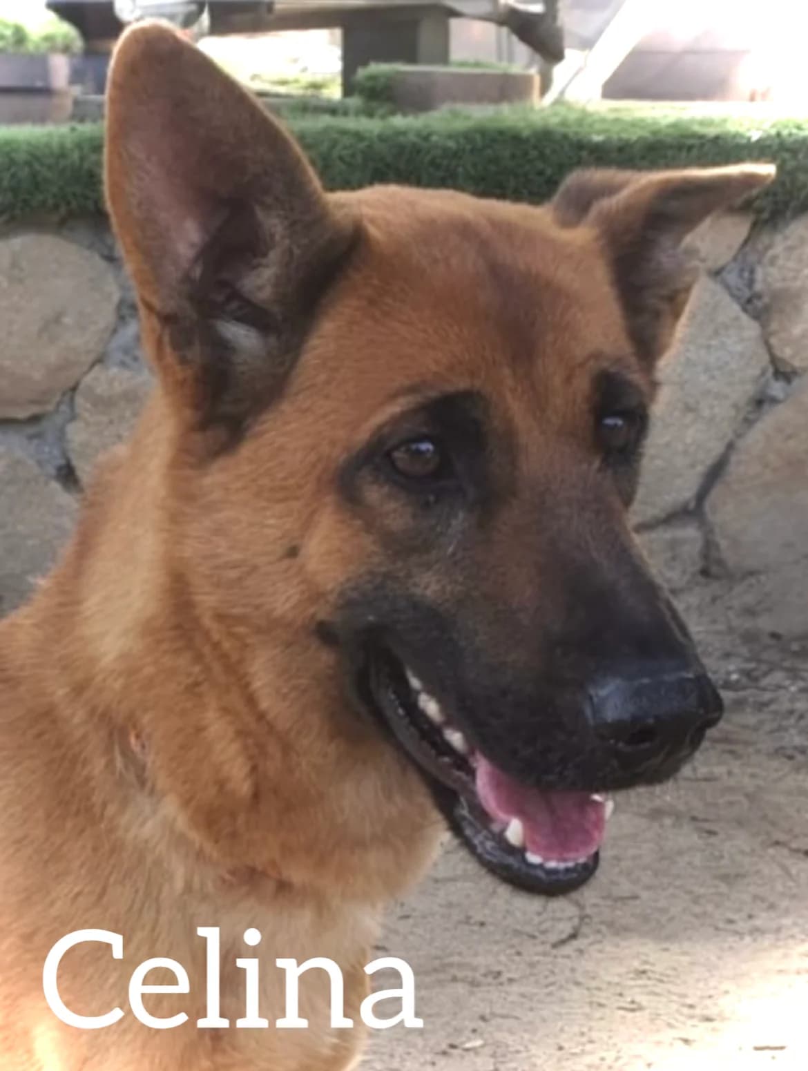 CELINA, female young German Shepherd for adoption at DogHorseCity, Toledo