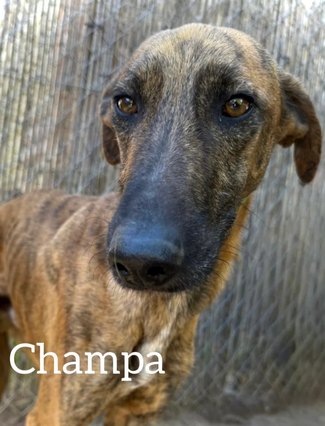 CHAMPA, male 3yo Galgo Español for adoption at DogHorseCity, Toledo
