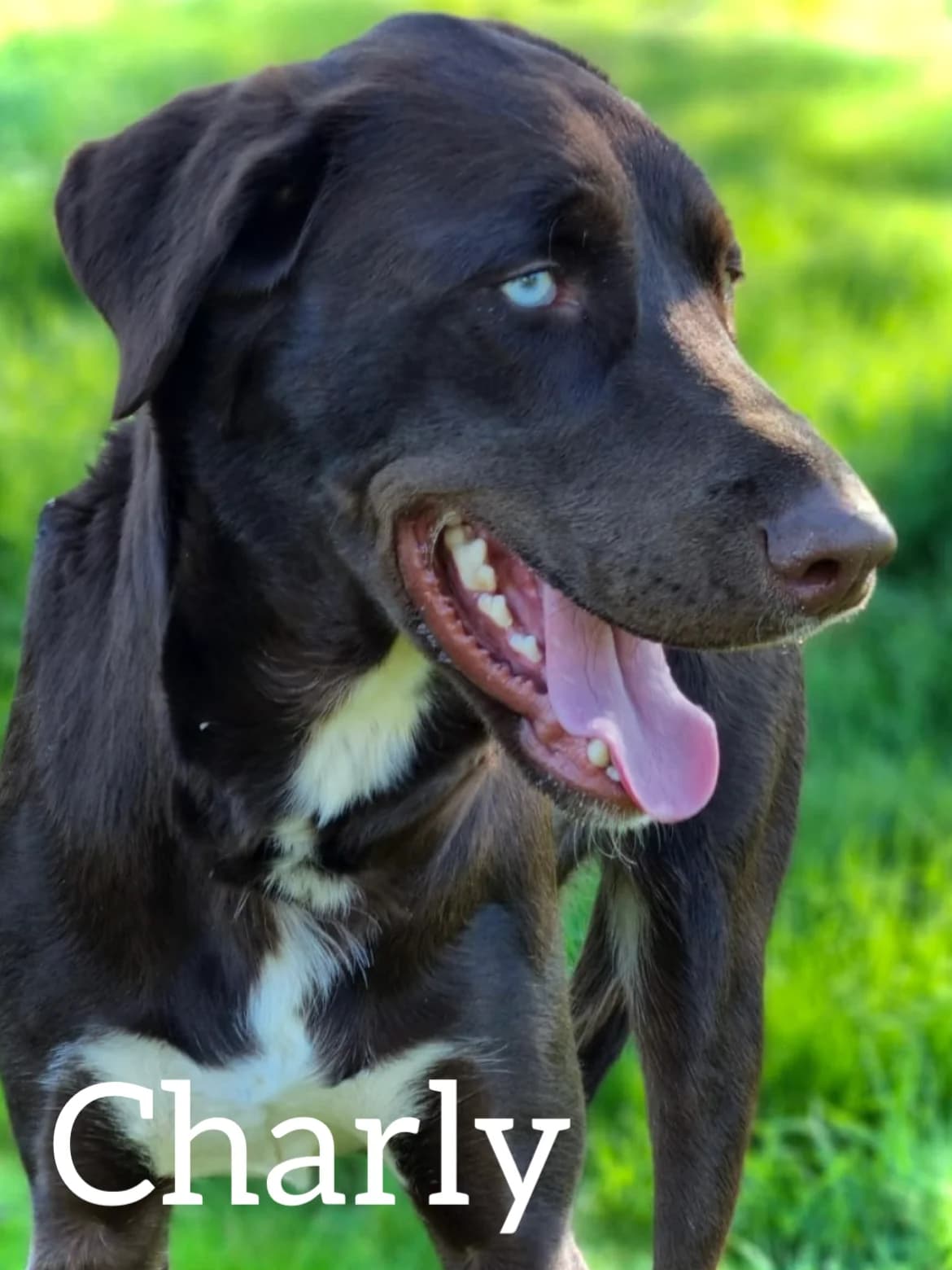 CHARLY, male young Mixed Breed for adoption at DogHorseCity, Toledo
