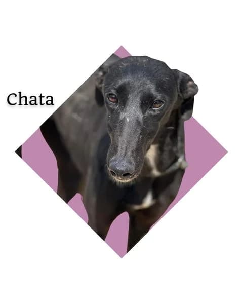CHATA, 5yo mixed breed for adoption at DogHorseCity, Toledo
