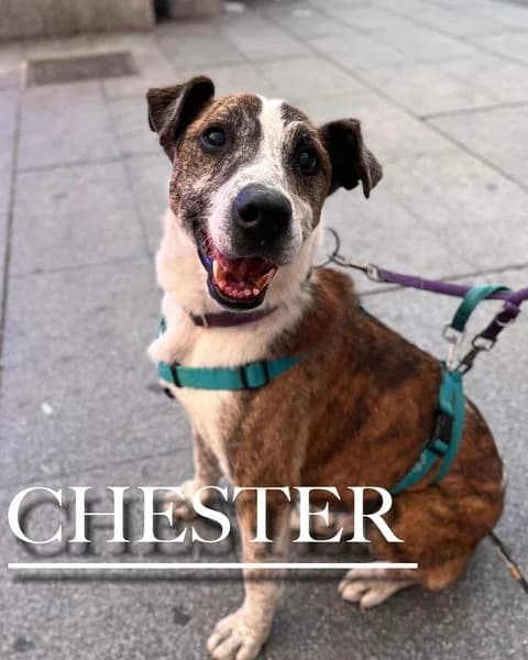 CHESTER (Vaya Huellas), senior Mixed Breed for adoption at DogHorseCity, Toledo