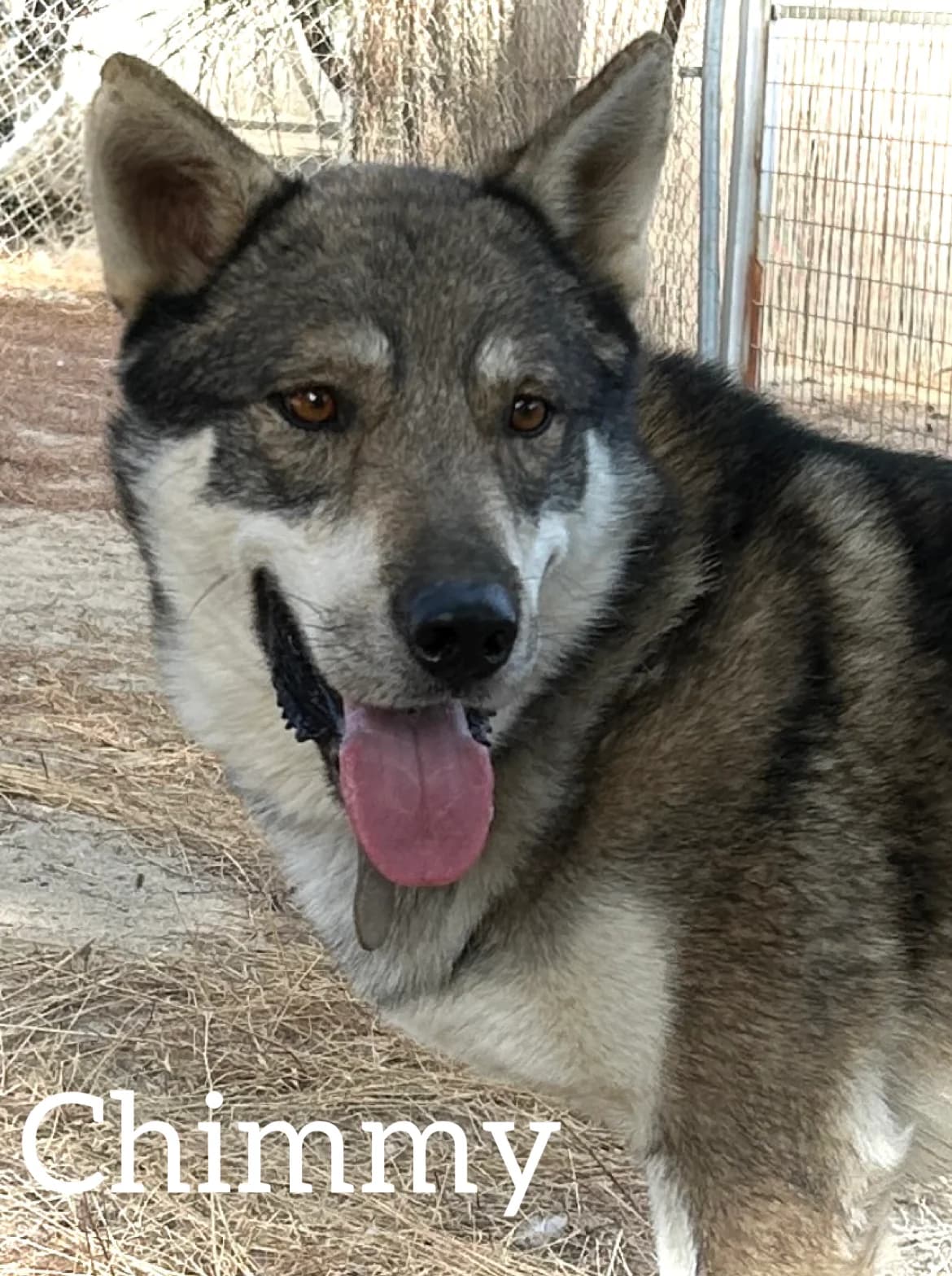 CHIMMY, male 3yo mixed breed for adoption at DogHorseCity, Toledo