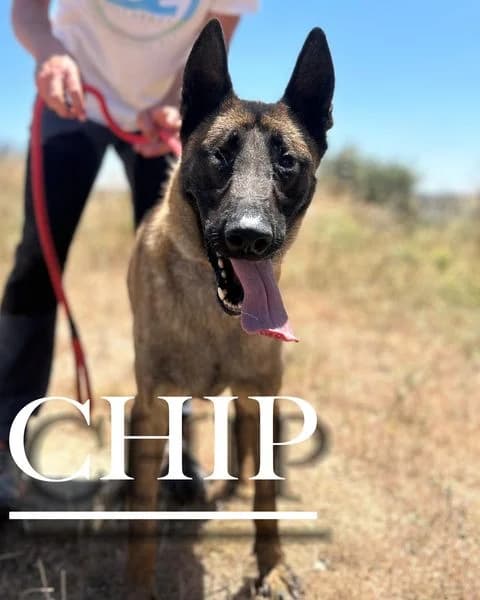 CHIP, senior Belgian Malinois for adoption at DogHorseCity, Toledo