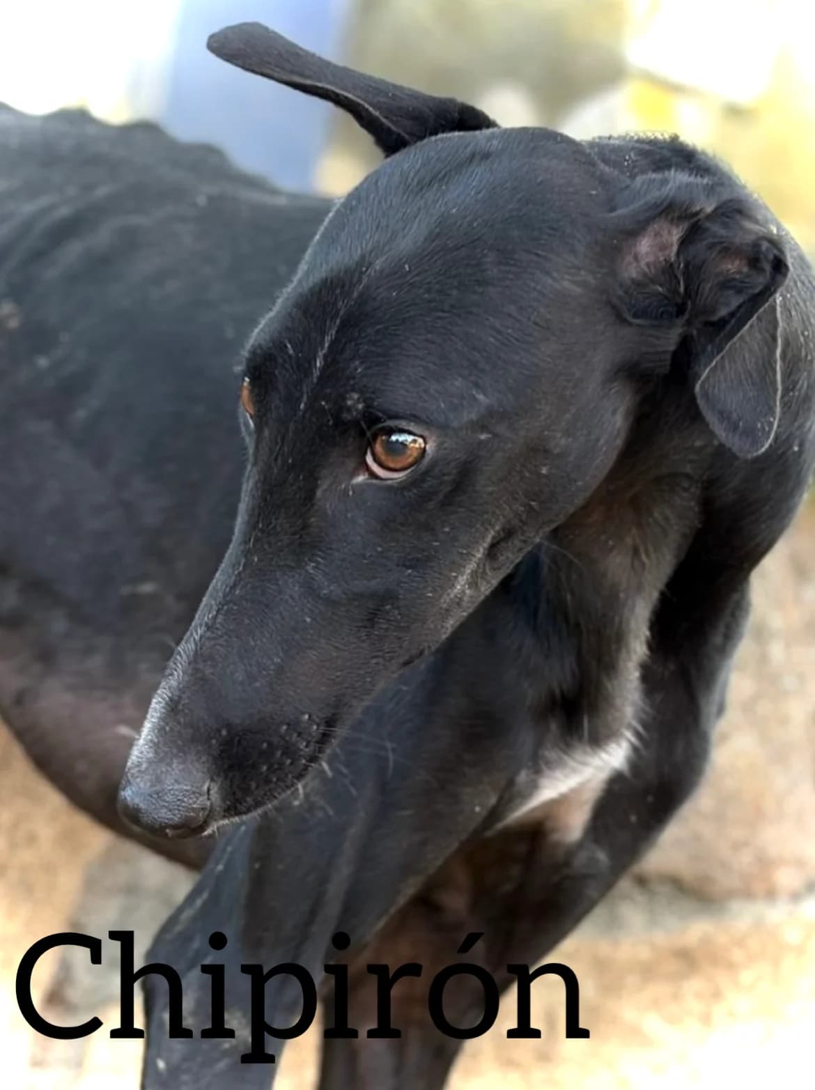 CHIPIRÓN, male young Galgo Español for adoption at DogHorseCity, Toledo