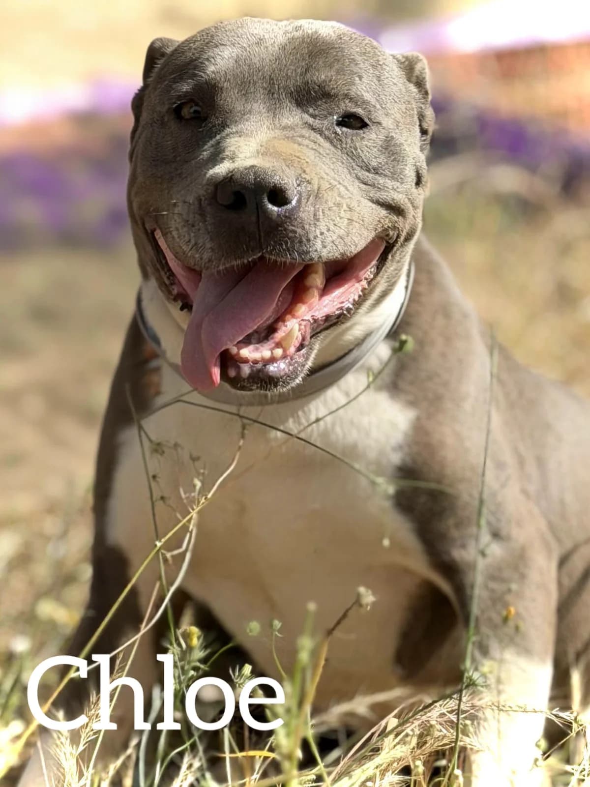 CHLOE, female 4yo Pit Bull Terrier for adoption at DogHorseCity, Toledo