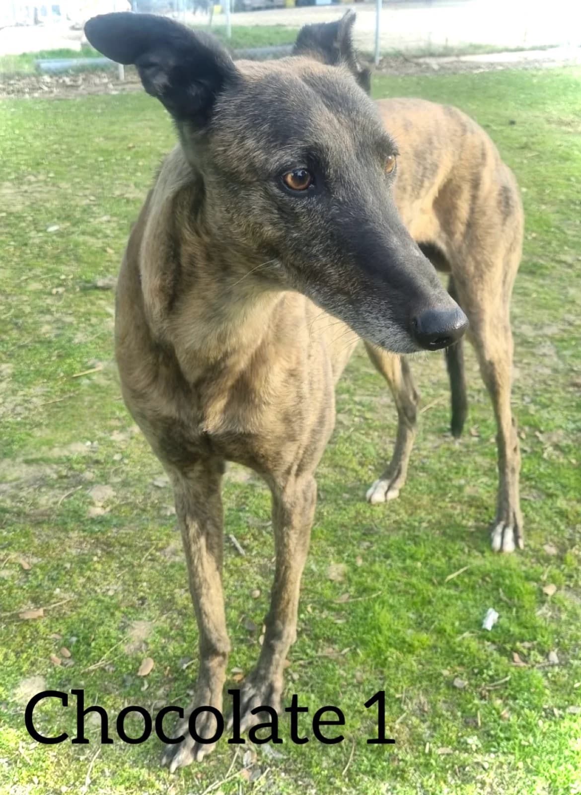 CHOCOLATE 1, male 5yo Galgo EspaΓ±ol for adoption at DogHorseCity, Toledo