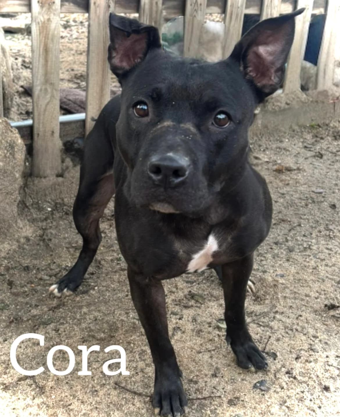 CORA, female senior Pit Bull Terrier for adoption at DogHorseCity, Toledo