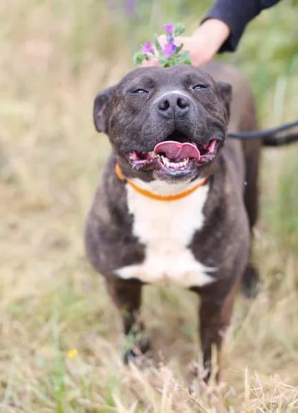 DANKO, senior Mixed Breed for adoption at DogHorseCity, Toledo
