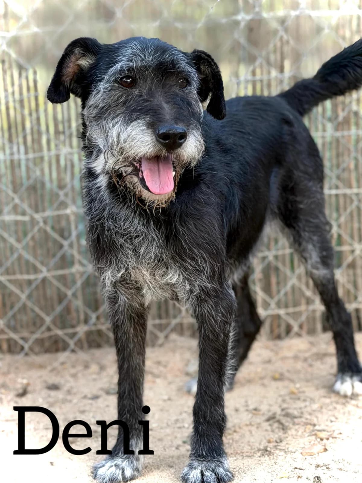 DENI, male 7yo Mixed Breed for adoption at DogHorseCity, Toledo