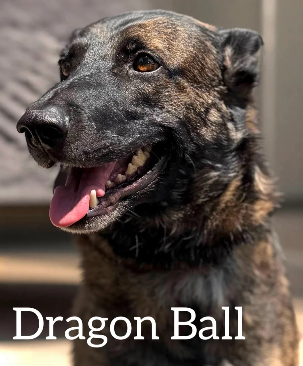 DRAGON BALL, male young mixed breed for adoption at DogHorseCity, Toledo