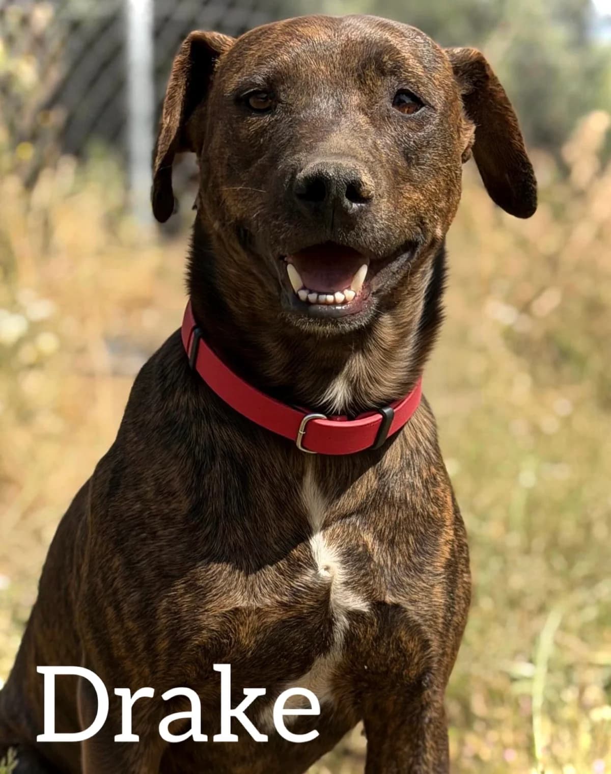 DRAKE, male young Pit Bull Terrier for adoption at DogHorseCity, Toledo