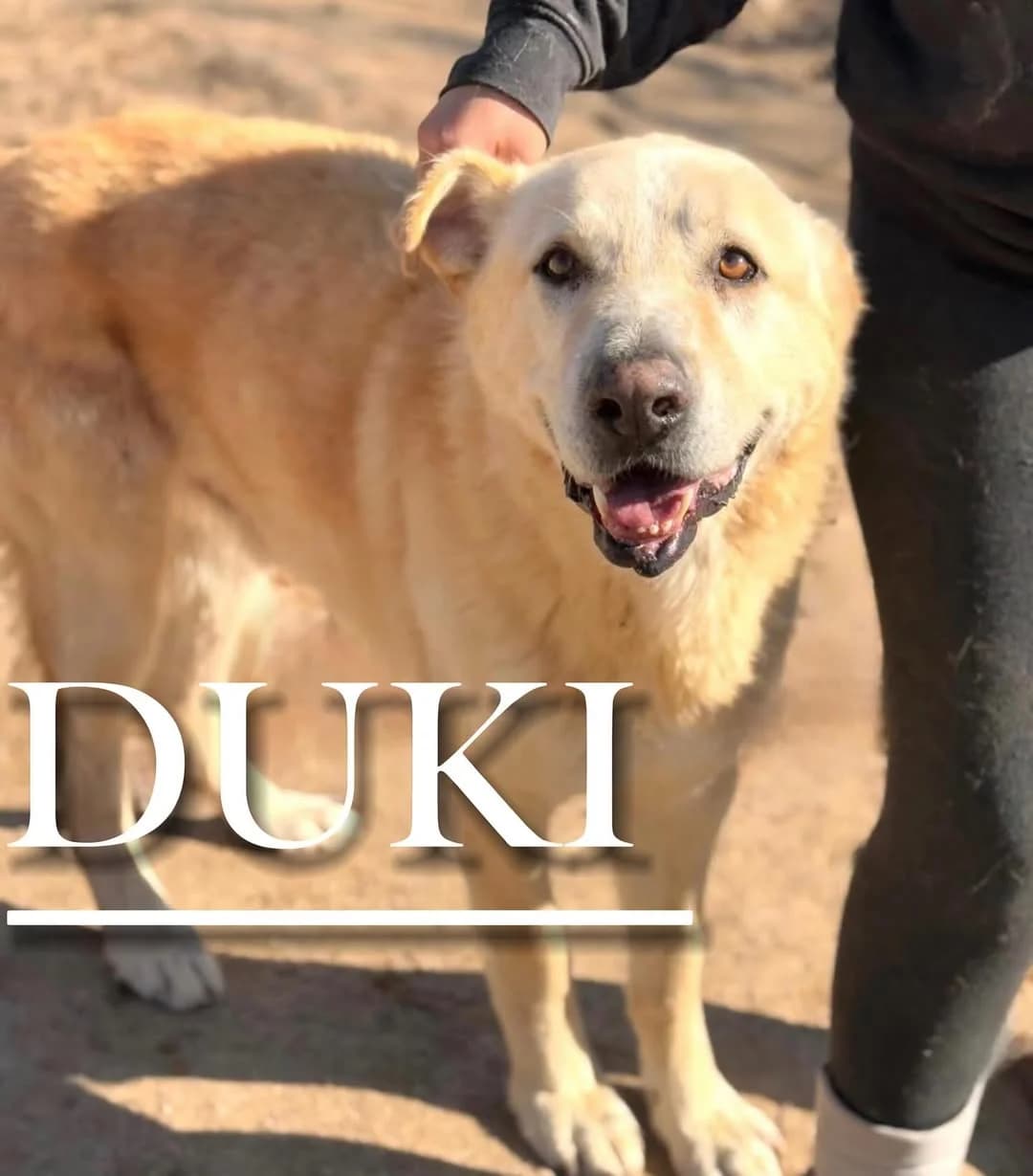 DUKI, senior mixed breed for adoption at DogHorseCity, Toledo