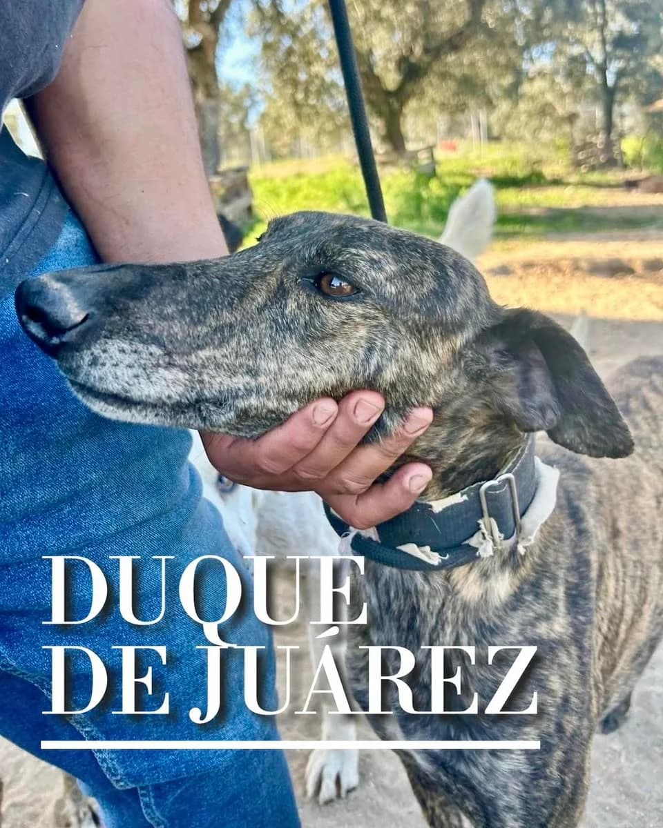 DUQUE DE JUAREZ, 6yo Galgo Español for adoption at DogHorseCity, Toledo