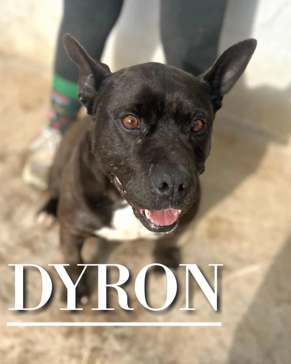 DYRON, senior Pit Bull Terrier for adoption at DogHorseCity, Toledo