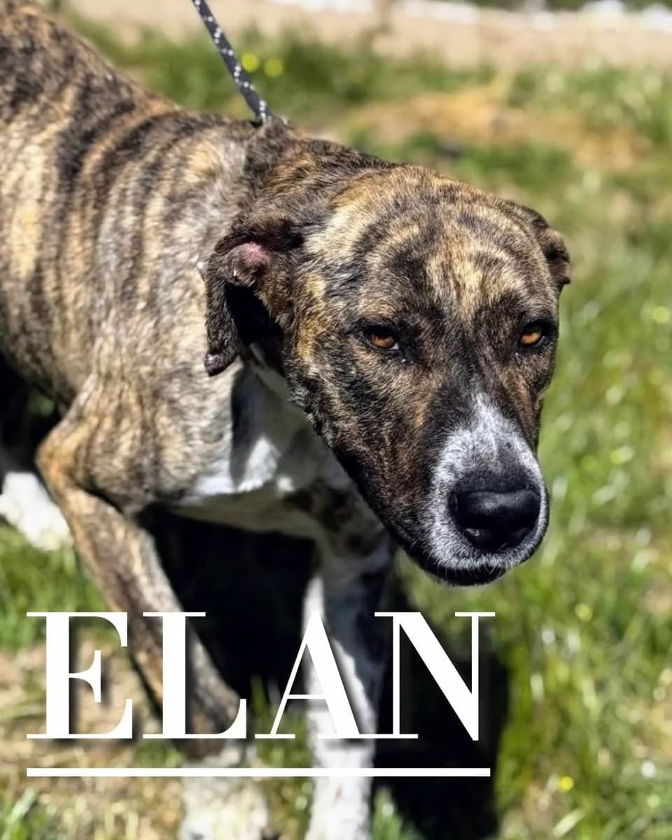 ELAN, 4yo Mixed Breed for adoption at DogHorseCity, Toledo