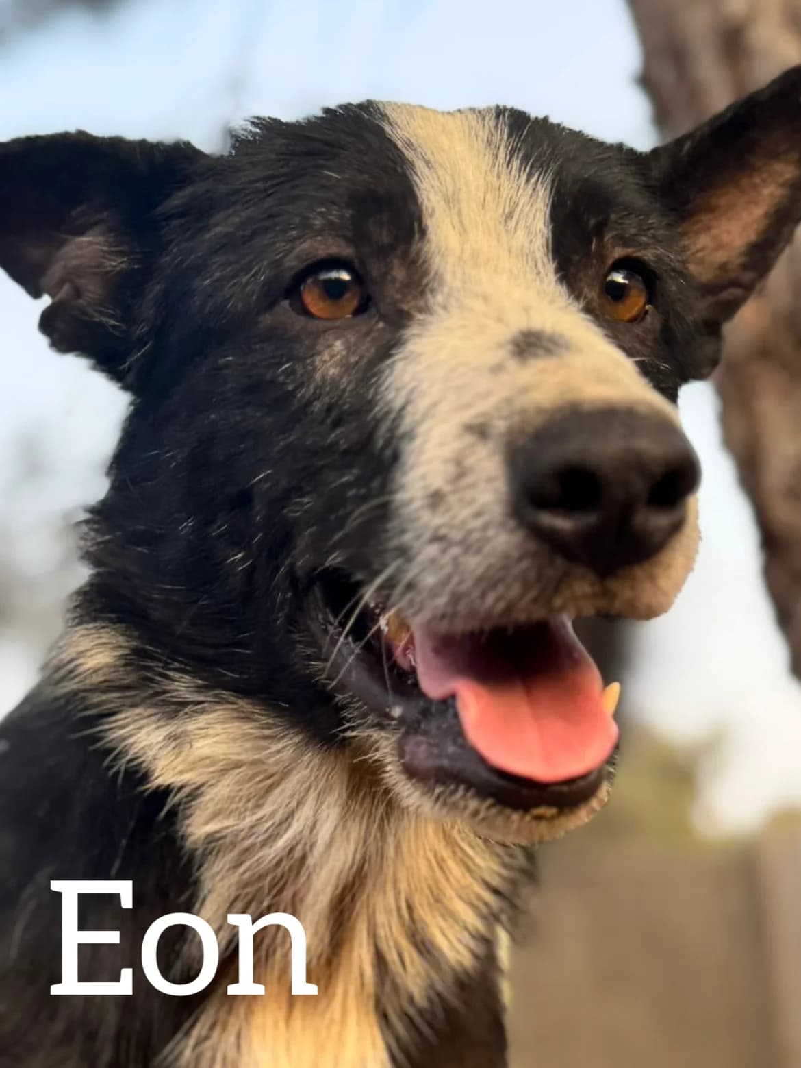 EON, male 4yo Border Collie for adoption at DogHorseCity, Toledo