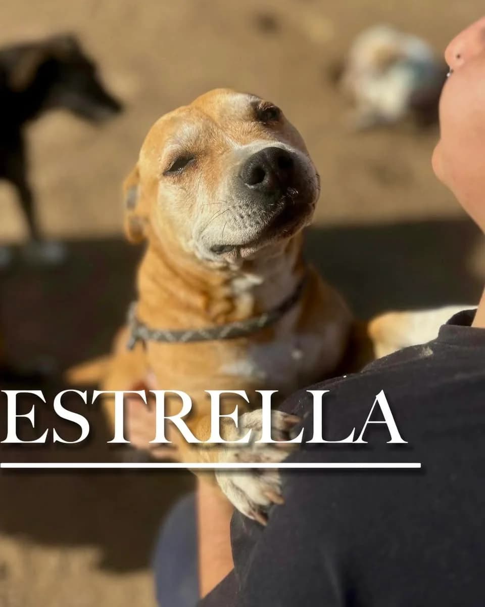 ESTRELLA, senior mixed breed for adoption at DogHorseCity, Toledo