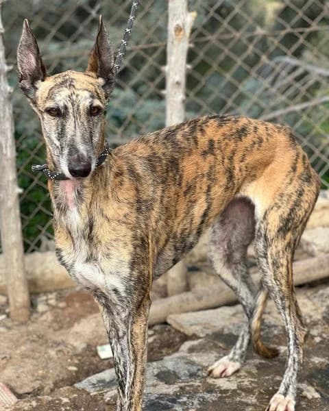 FLAMENCA, 6yo mixed breed for adoption at DogHorseCity, Toledo