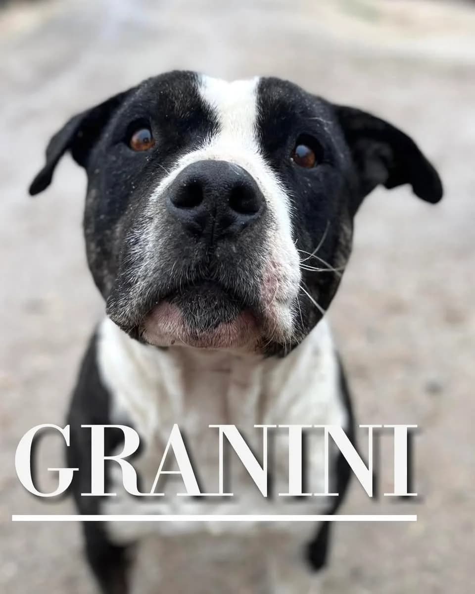GRANINI, 5yo American Staffordshire Terrier for adoption at DogHorseCity, Toledo