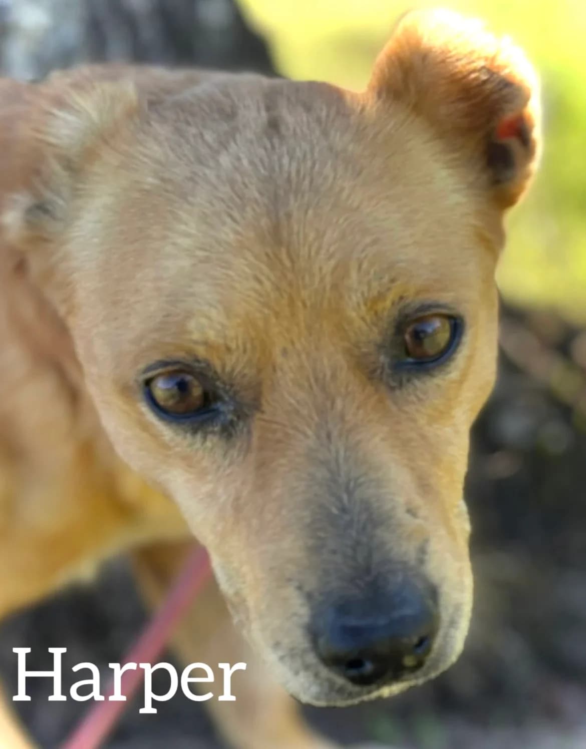 HARPER, male young Podenco for adoption at DogHorseCity, Toledo