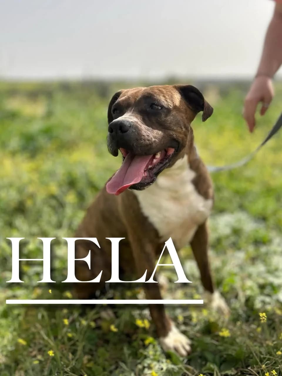 HELA, 7yo Mixed Breed for adoption at DogHorseCity, Toledo